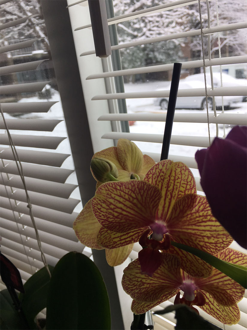Alinke Fire Flowers Orchid