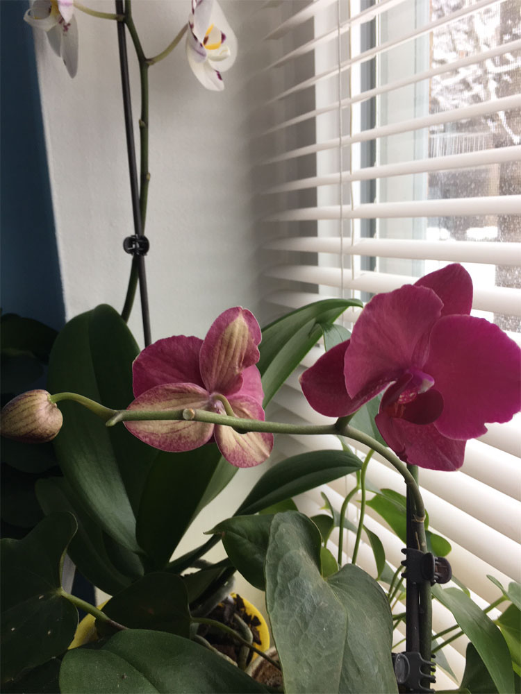 Alinke Magenta Flower Orchid