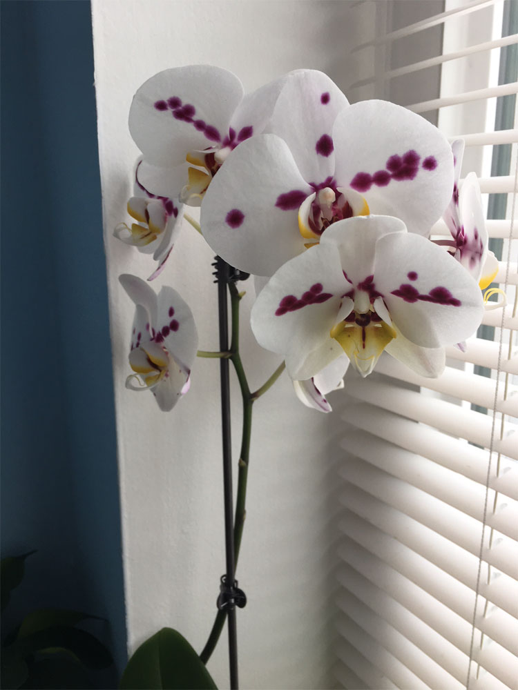 Alinke White Flower Orchid