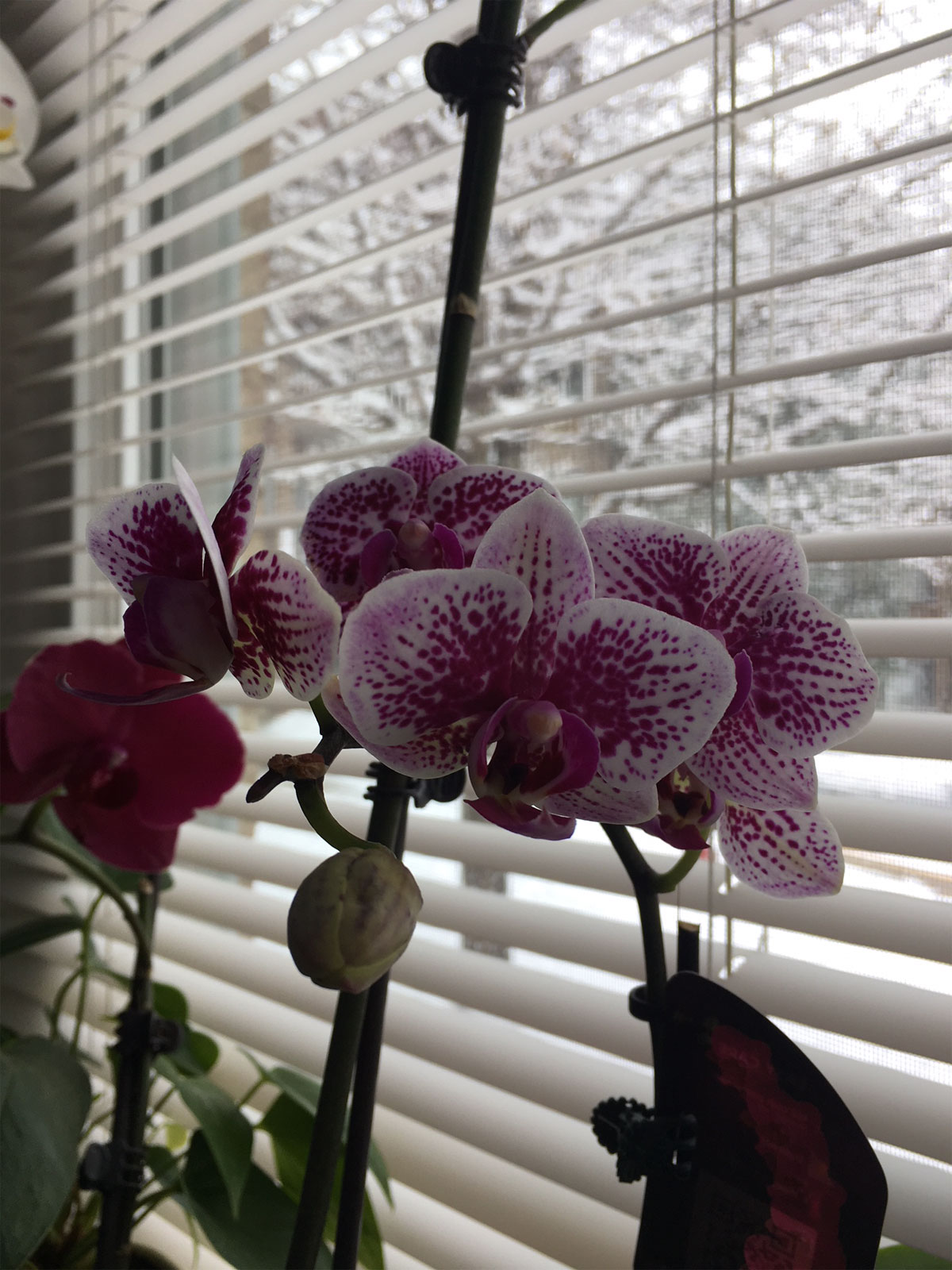 Alinke Orchid Flowers